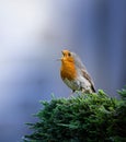 AI generated small robin perching on tree branch