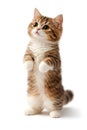 Sweet Fluffy Brown And White Cat Begging Pose Studio Portrait Royalty Free Stock Photo