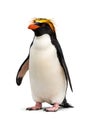 Isolated Rockhopper Penguin Standing On White Background Wildlife Cutout Concept Royalty Free Stock Photo