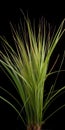 Lomandra Plant, Made with Generative AI