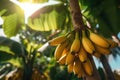 Close-up of bananas on tree in sun with blurred green background