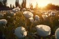 AI Generated Sunset Over Blooming white Poppy Field