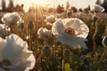 AI Generated Sunset Over Blooming white Poppy Field