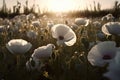 AI Generated Sunset Over Blooming white Poppy Field