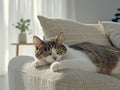 Tabby cat napping on a couch Royalty Free Stock Photo