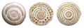 Intricate Spiral Seashells