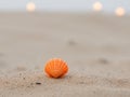 A tight shot of a tiny orange seashell on a gritty sand background with indistinctive lights in the distance. Royalty Free Stock Photo