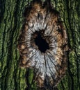 AI generated tree bark with hole Royalty Free Stock Photo