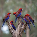 Crimson Rosellas Perched on Tree Stump Royalty Free Stock Photo