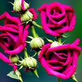 Vibrant Rose, Rich Colors, Blooms, Visual Joy Made with Generative AI