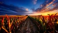 AI-generated vibrant sunset over a cornfield with dramatic clouds and rich colors in the sky. Royalty Free Stock Photo
