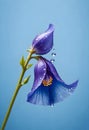 a violet butterfly pea flower with water droplets on it