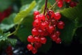 close-up of a redcurrant with water drops on blurred background