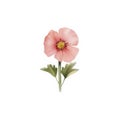 Ai generated watercolor graceful wild beautiful flower, plant illustration.