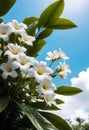 white flowers on a tree with blue sky background with clouds Royalty Free Stock Photo