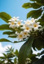 white frangipani flowers on a tree with blue sky background Royalty Free Stock Photo