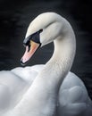 AI generated white swan swimming in water Royalty Free Stock Photo