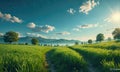 A field of grass with a dirt road running through it. Royalty Free Stock Photo