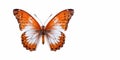 AI generative. Beautiful butterfly on white