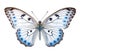 AI generative. Beautiful butterfly on white