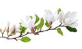 AI generative. Beautiful magnolia flowers on white background