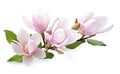 AI generative. Beautiful magnolia flowers on white background