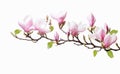 AI generative. Beautiful magnolia flowers on white background