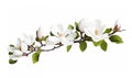 AI generative. Beautiful magnolia flowers on white background