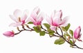 AI generative. Beautiful magnolia flowers on white background