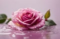 Beautiful pink rose with water droplets macro, floral background, banner with copy space text