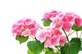 Ai generative. Bloosom hydrangea - pink flower on a white Royalty Free Stock Photo