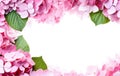 Ai generative. Bloosom hydrangea - pink flower on a white Royalty Free Stock Photo