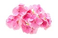 Ai generative. Bloosom hydrangea - pink flower on a white Royalty Free Stock Photo