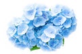 Ai generative. Blue Hydrangea Flower on white