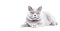 Ai generative. British cat on white