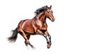 Ai generative. Brown Horse on a white Royalty Free Stock Photo