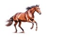 Ai generative. Brown Horse on a white Royalty Free Stock Photo