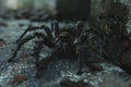 ai generative close up view tarantula