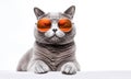 Ai generative. Cute grey cat with glasses