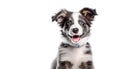 AI generative. Cute puppy dog border collie on white