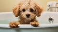 cute small fawn poodle puppy in a bathtube