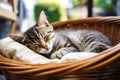 AI generative. Cute tabby kitten sleeping in a basket