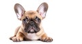 AI generative. French bulldog puppy on white