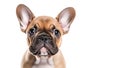 AI generative. French bulldog puppy on white