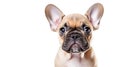 AI generative. French bulldog puppy on white