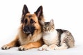 Ai Generative German shepherd dog and cat together isolated on white background. Studio shot Royalty Free Stock Photo