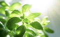 AI generative. Green basil plant