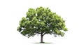 AI generative. Green tree on white background