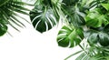 AI generative. Green tropical leaves on white