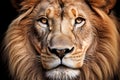 Ai generative. Head shot of a male Lion Royalty Free Stock Photo